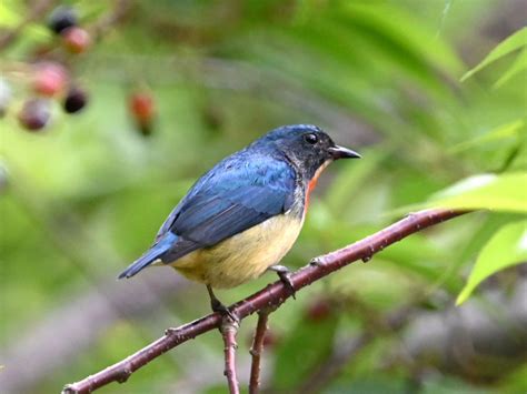 鳥種類|鳥類